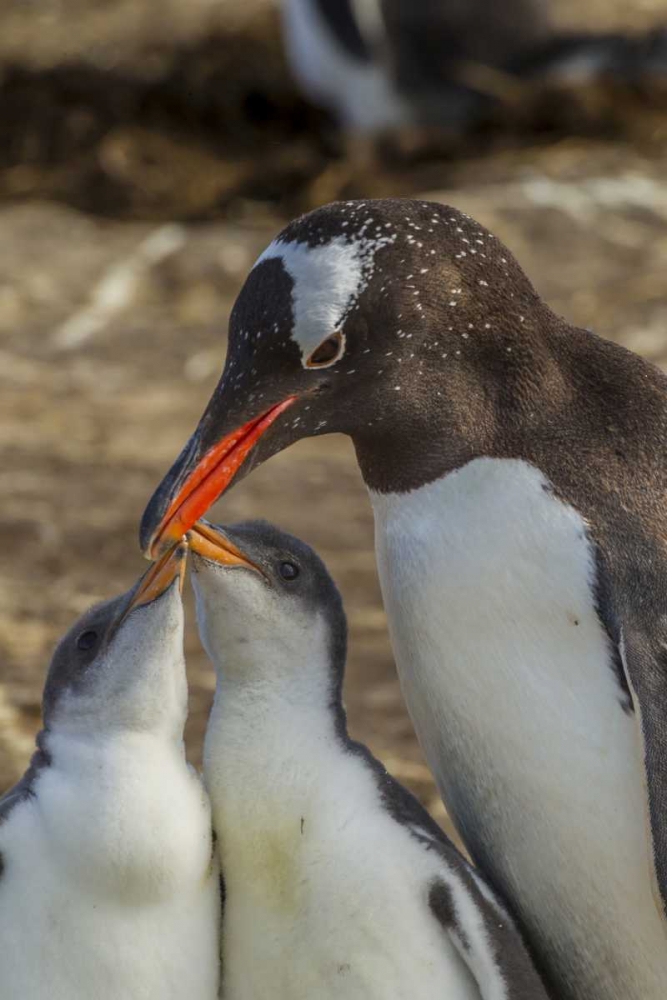 Sea Lion Island Gentoo penguin adult and chicks